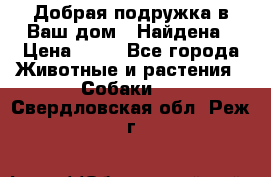 Добрая подружка,в Ваш дом!!!Найдена › Цена ­ 10 - Все города Животные и растения » Собаки   . Свердловская обл.,Реж г.